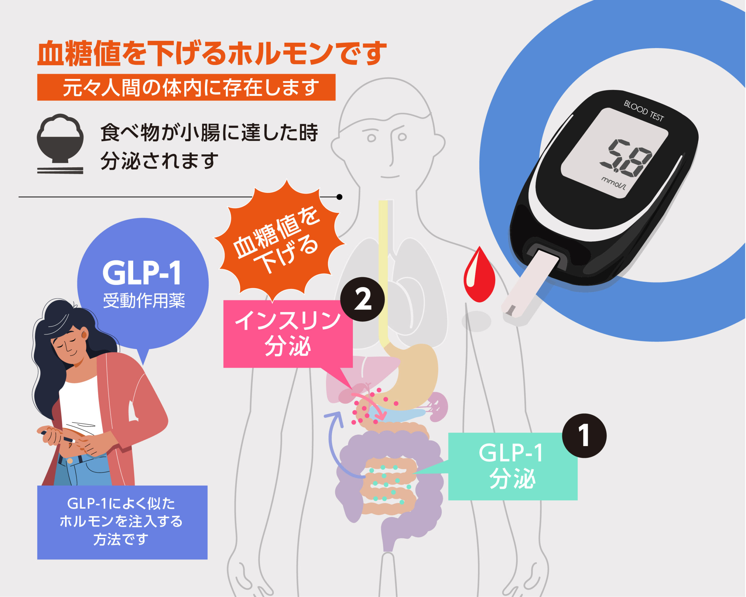 GLP-1とは_画像